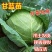 精品绿甘蓝苗包菜苗大头菜圆白菜苗基地现发质量保证