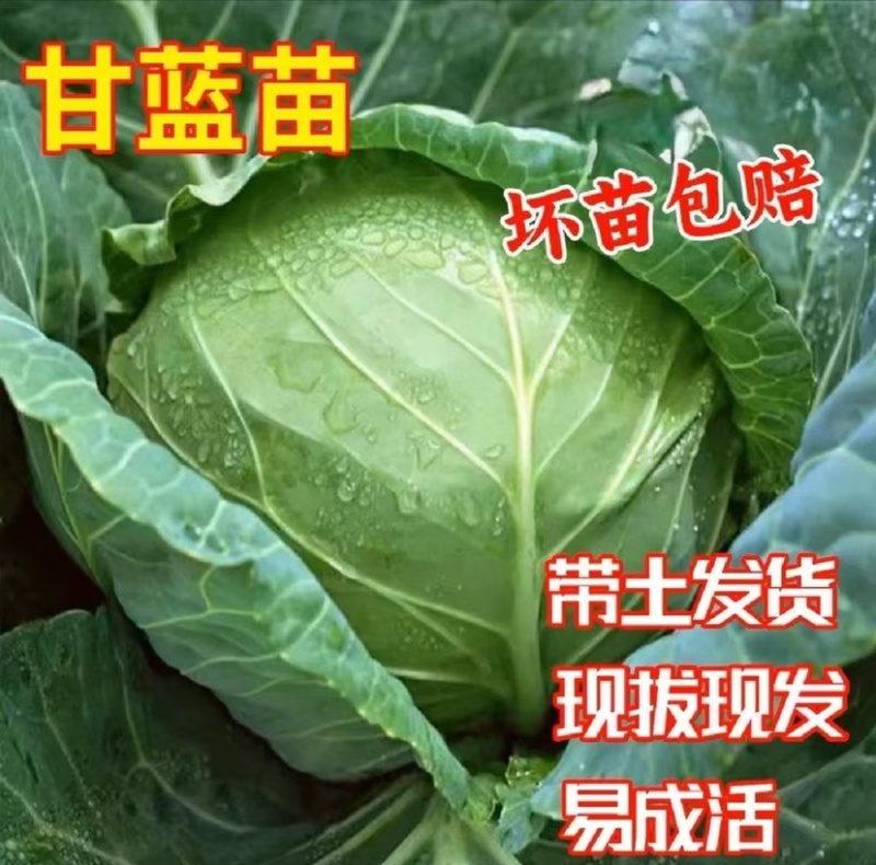 精品绿甘蓝苗包菜苗大头菜圆白菜苗基地现发质量保证