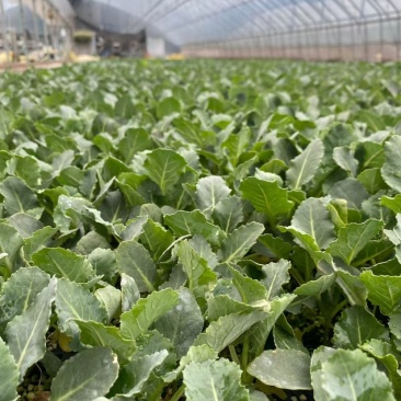 精品绿甘蓝苗包菜苗大头菜圆白菜苗基地现发质量保证