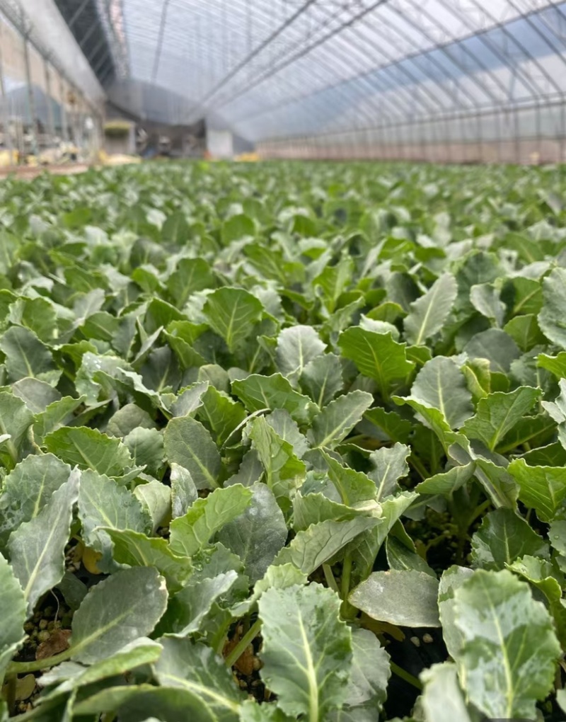 精品绿甘蓝苗包菜苗大头菜圆白菜苗基地现发质量保证