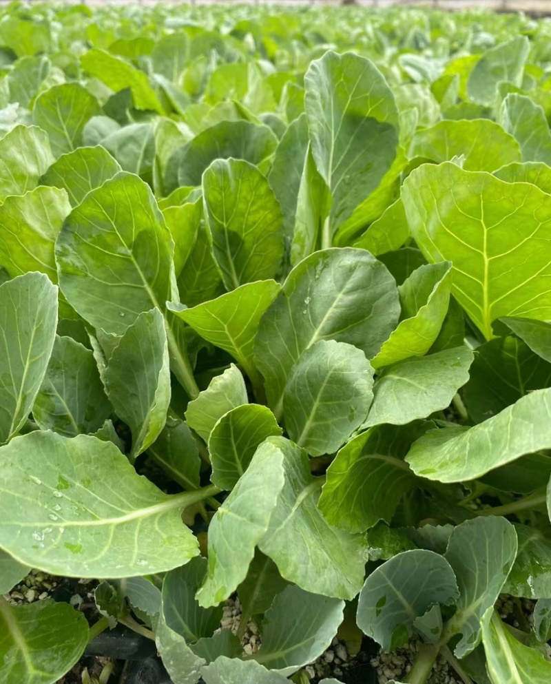 精品绿甘蓝苗包菜苗大头菜圆白菜苗基地现发质量保证