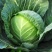 精品绿甘蓝苗包菜苗大头菜圆白菜苗基地现发质量保证