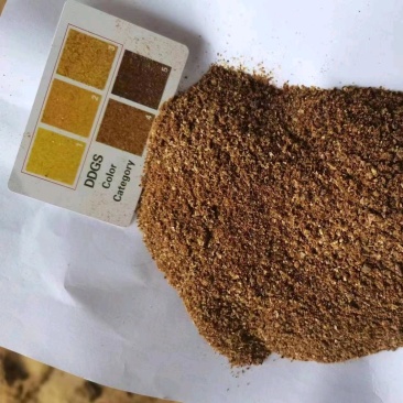 玉米酒糟DDGS育肥牛羊专用节省养殖成本