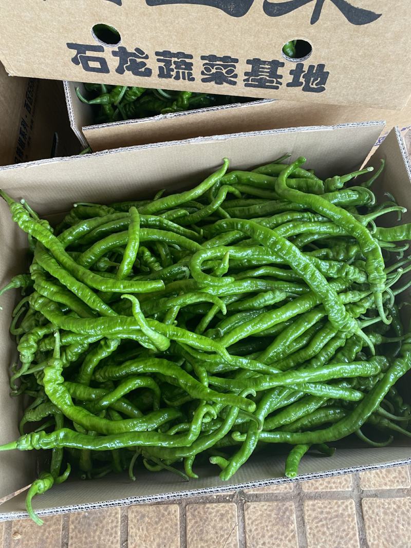 【推荐】广东徐闻精品螺丝线椒大量供应产地直发全国