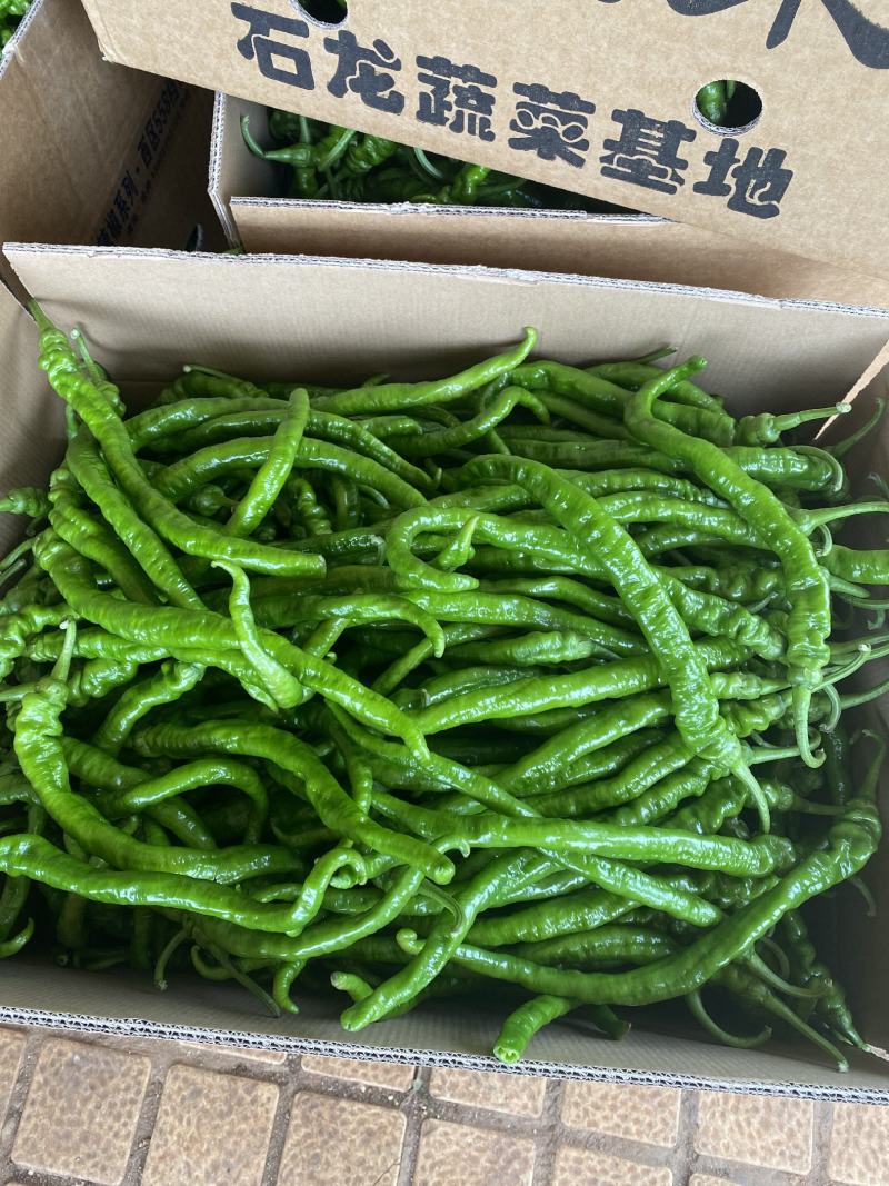 【推荐】广东徐闻精品螺丝线椒大量供应产地直发全国
