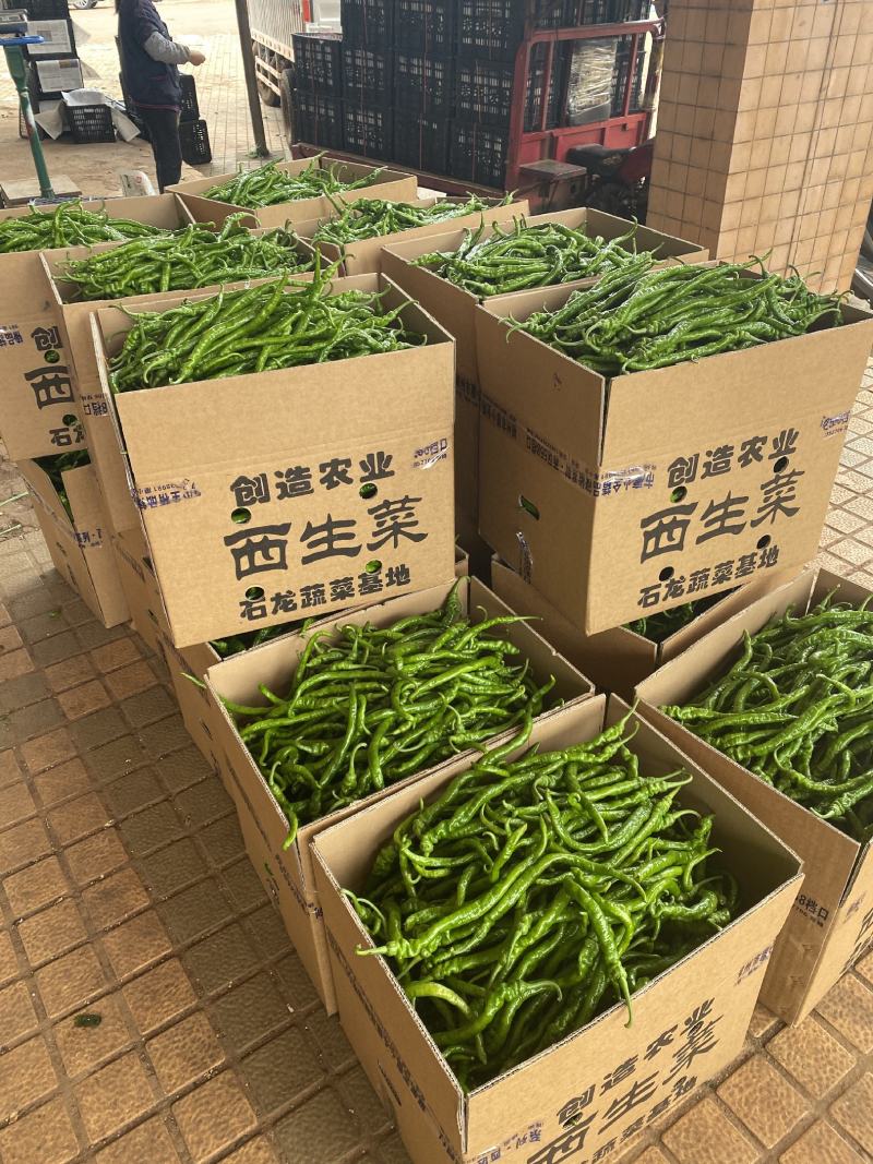 【推荐】广东徐闻精品螺丝线椒大量供应产地直发全国
