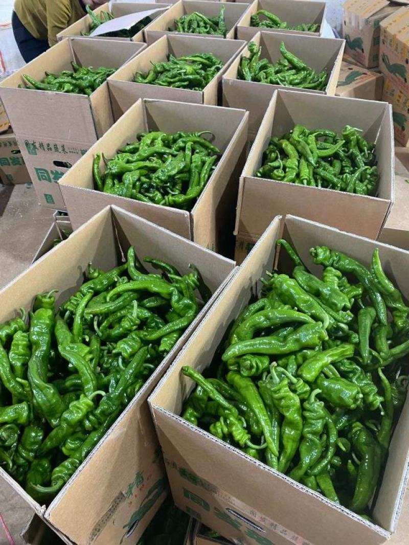 【推荐】广东徐闻精品螺丝椒大量供应产地直发全国