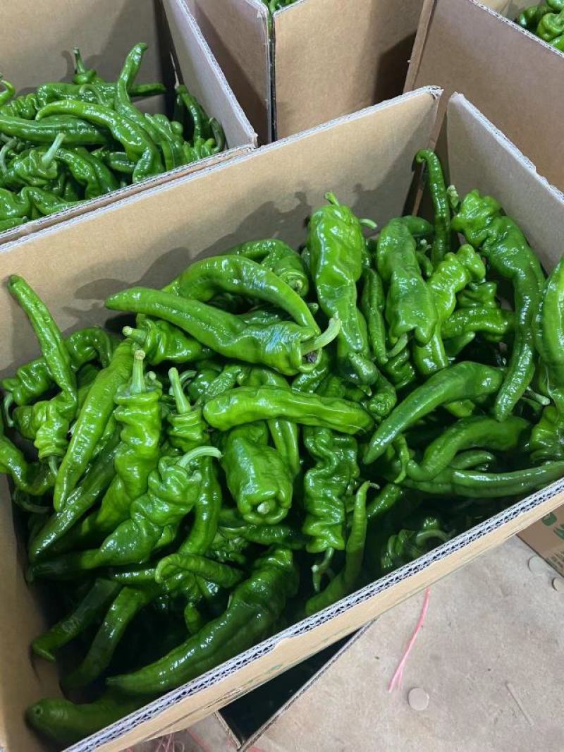 【推荐】广东徐闻精品螺丝椒大量供应产地直发全国