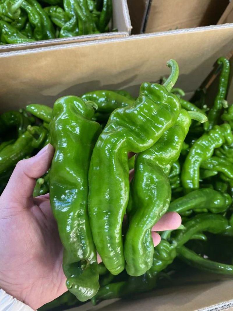 【推荐】广东徐闻精品螺丝椒大量供应产地直发全国