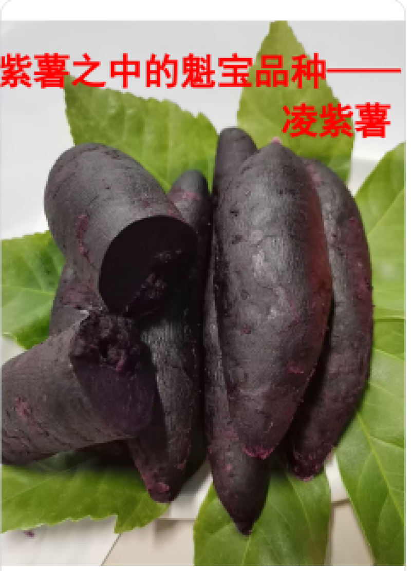 紫薯【凌紫】