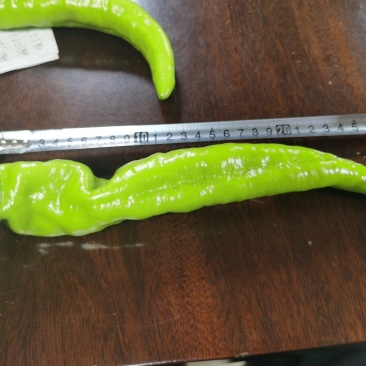 黄皮尖椒