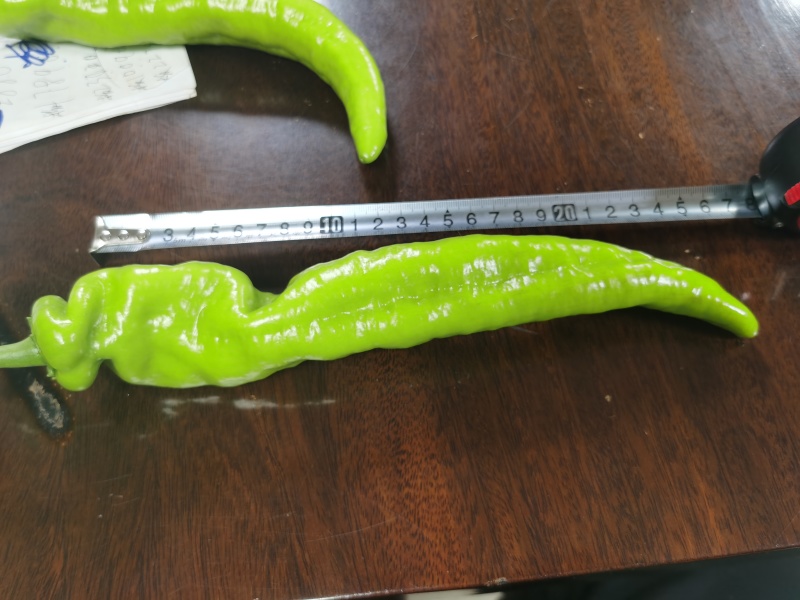 黄皮尖椒
