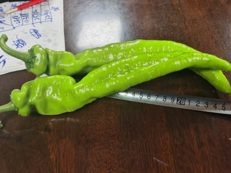 黄皮尖椒