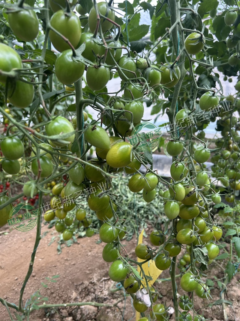 圣女果苗樱桃小番茄五彩小番茄千禧基地直发口感好糖分足