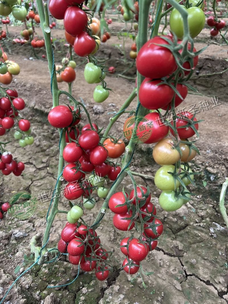 圣女果苗樱桃小番茄五彩小番茄千禧基地直发口感好糖分足
