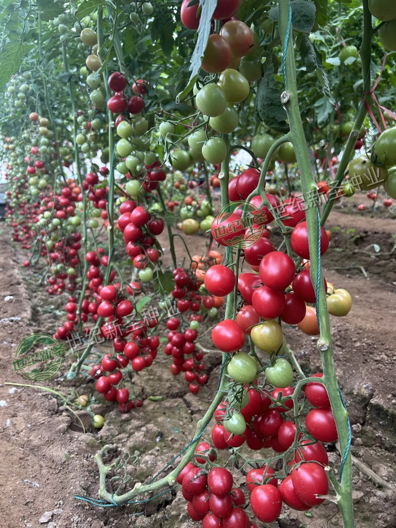 圣女果苗樱桃小番茄五彩小番茄千禧基地直发口感好糖分足
