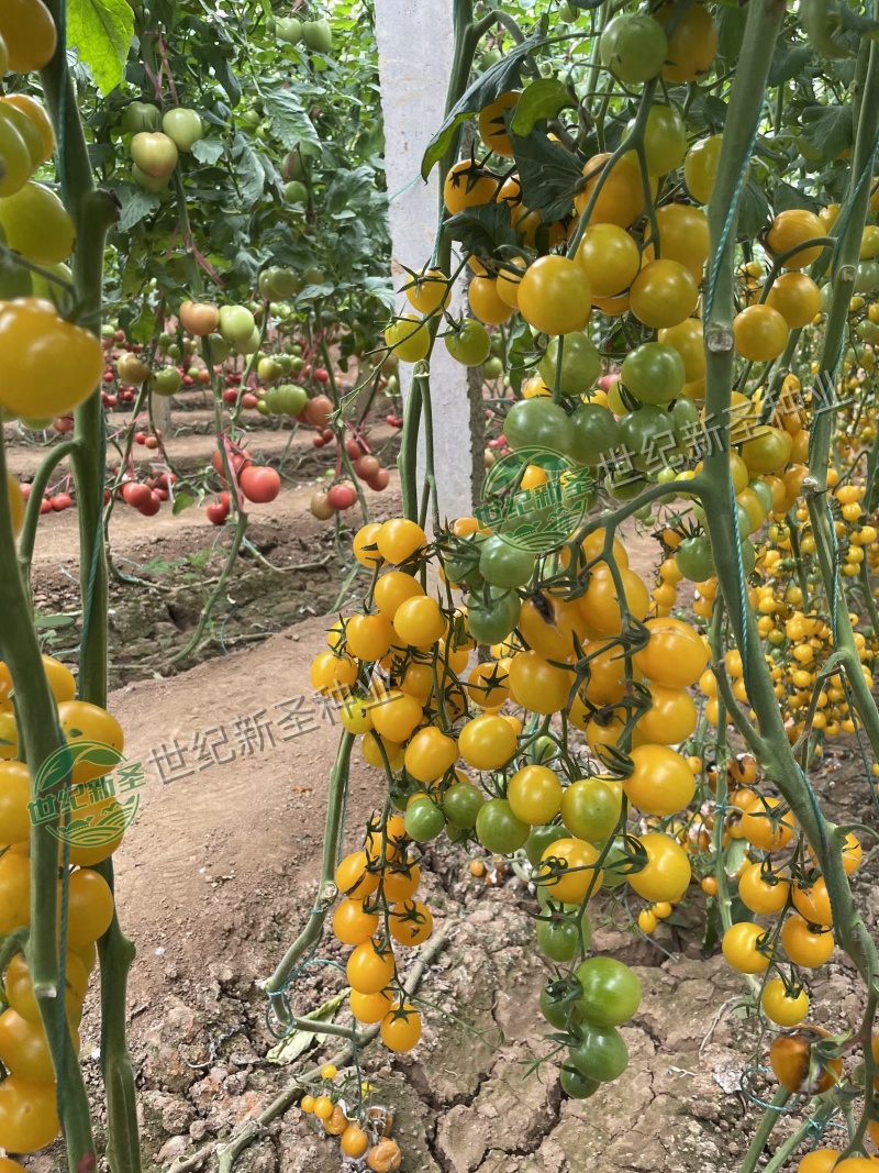 圣女果苗樱桃小番茄五彩小番茄千禧基地直发口感好糖分足