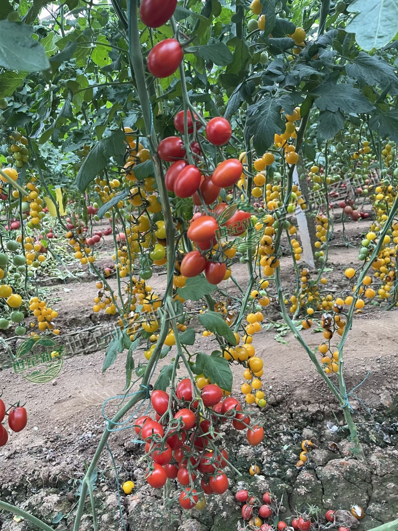 圣女果苗樱桃小番茄五彩小番茄千禧基地直发口感好糖分足