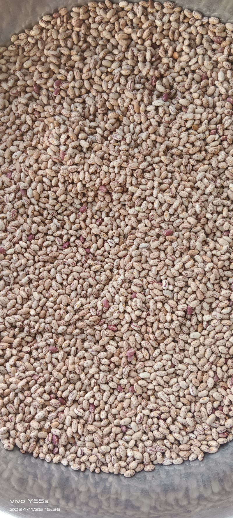 雀蛋豆