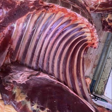 驴排骨驴肉品质好货源充足量大从优产地直销