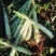 光杆莴笋
