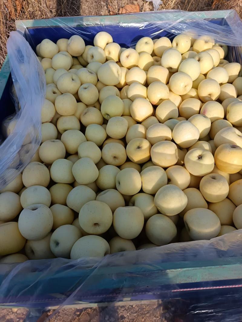 烟台奶油苹果，扒袋净果冷库货