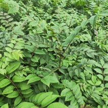 粗壮黄柏苗基地直发