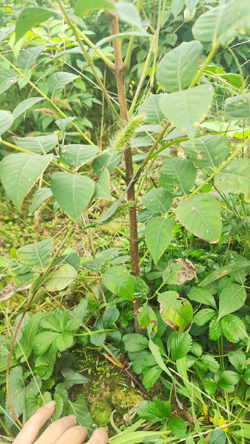 粗壮黄柏苗基地直发