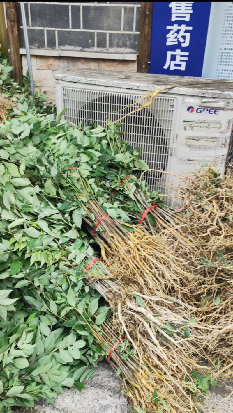 粗壮黄柏苗基地直发