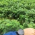 粗壮黄柏苗基地直发