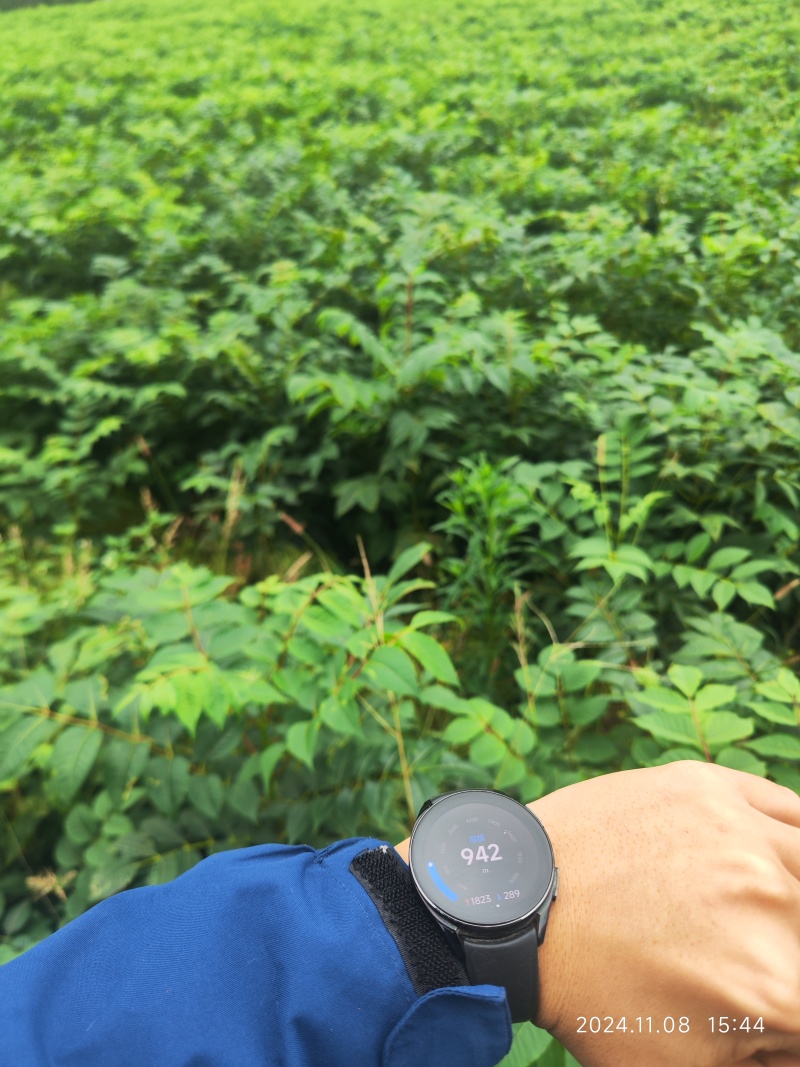 粗壮黄柏苗基地直发