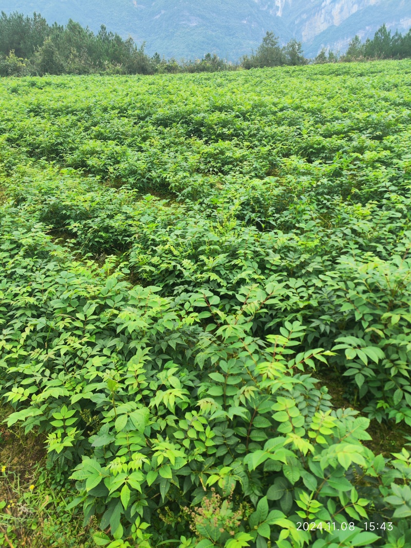 粗壮黄柏苗基地直发