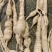 野生牛大力43一斤20斤起批