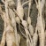 野生牛大力43一斤20斤起批