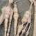 野生牛大力43一斤20斤起批