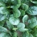 趴地菠菜150亩