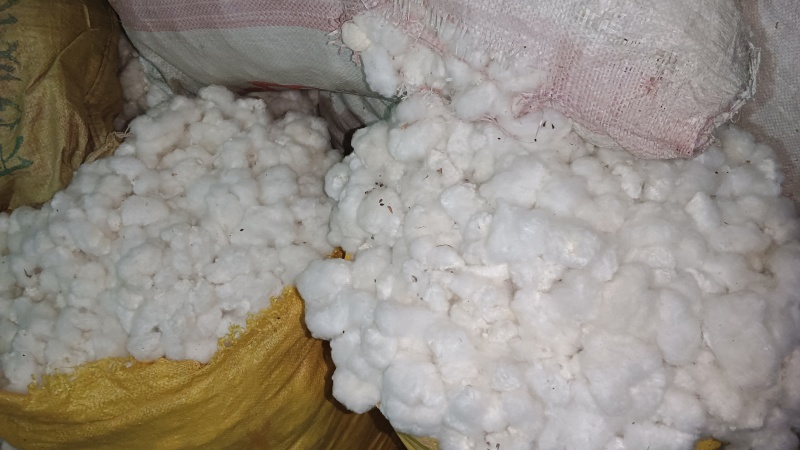 精品手摘棉花