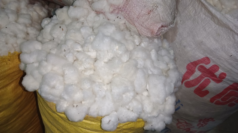精品手摘棉花