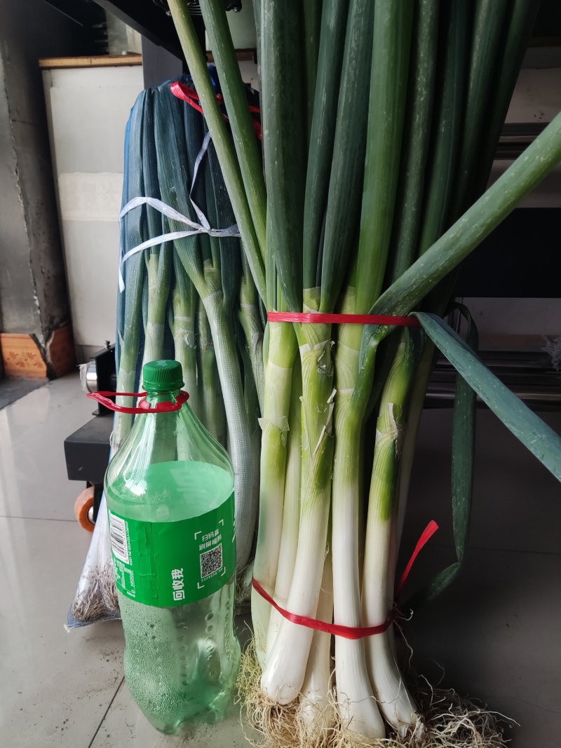 大葱