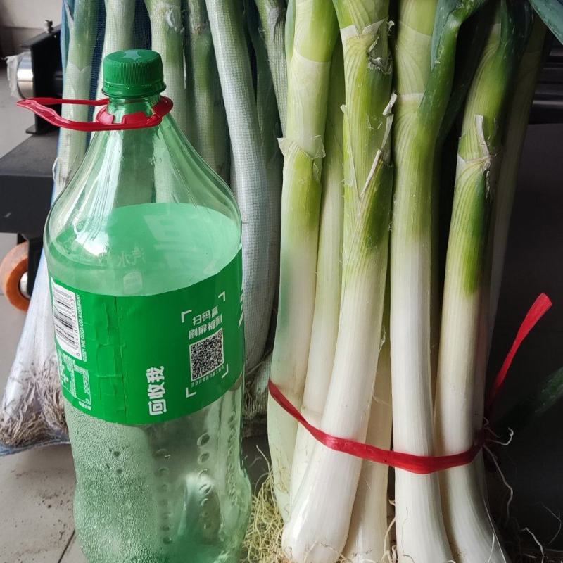 大葱