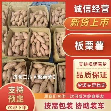 纯沙地济薯26（板栗薯）适合商超市场电商量大从优质量