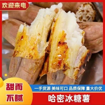 山东纯沙地冰糖心新鲜现挖哈密，可供商场市场电商