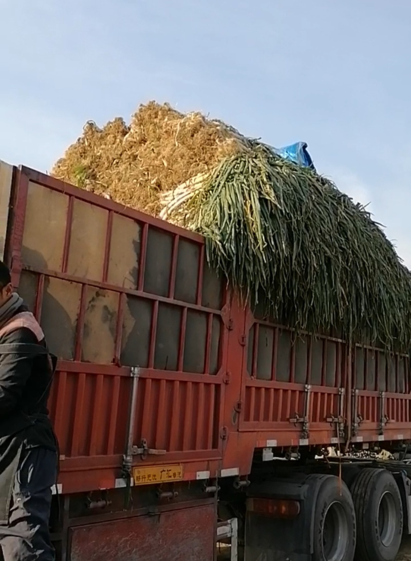 山东昌邑精品长白大葱毛葱产地直供