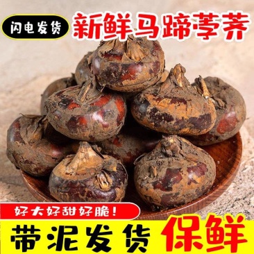 【马蹄】荸荠珍珠马蹄/广西马蹄/产地批发/供应市场电商