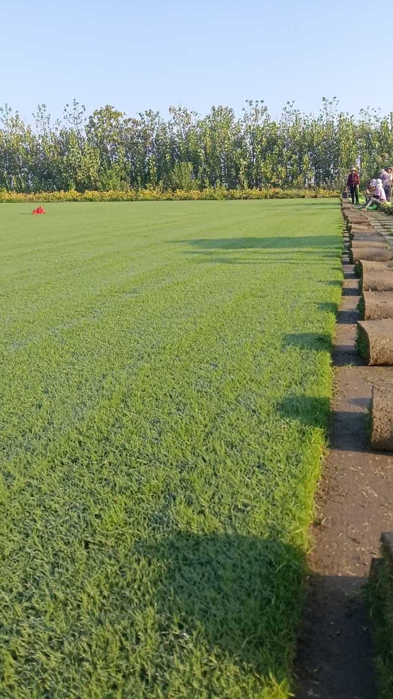 批发果岭草，地被草坪，果岭草草坪四季常青
