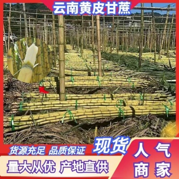 【精选】云南黄金甘蔗，大量供应电商，市场，代发全国。