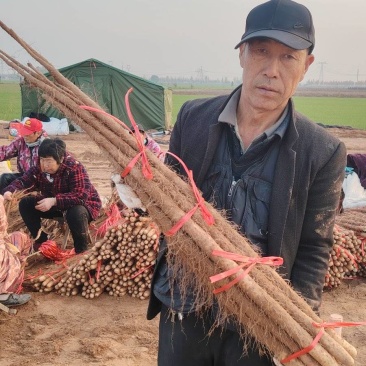 铁棍山药垆土，电商货市场货，商超货