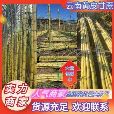 【优选】云南黄金甘蔗，大量供应电商，超市，代发全国。