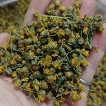 2024年野菊花新货(足干无碎，质量可以)大量批发