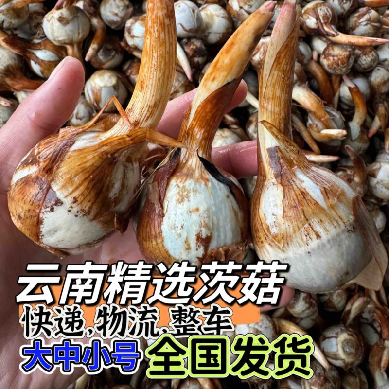 云南产地直销大中小号茨菇，新鲜慈菇，一手货源，全年不断货